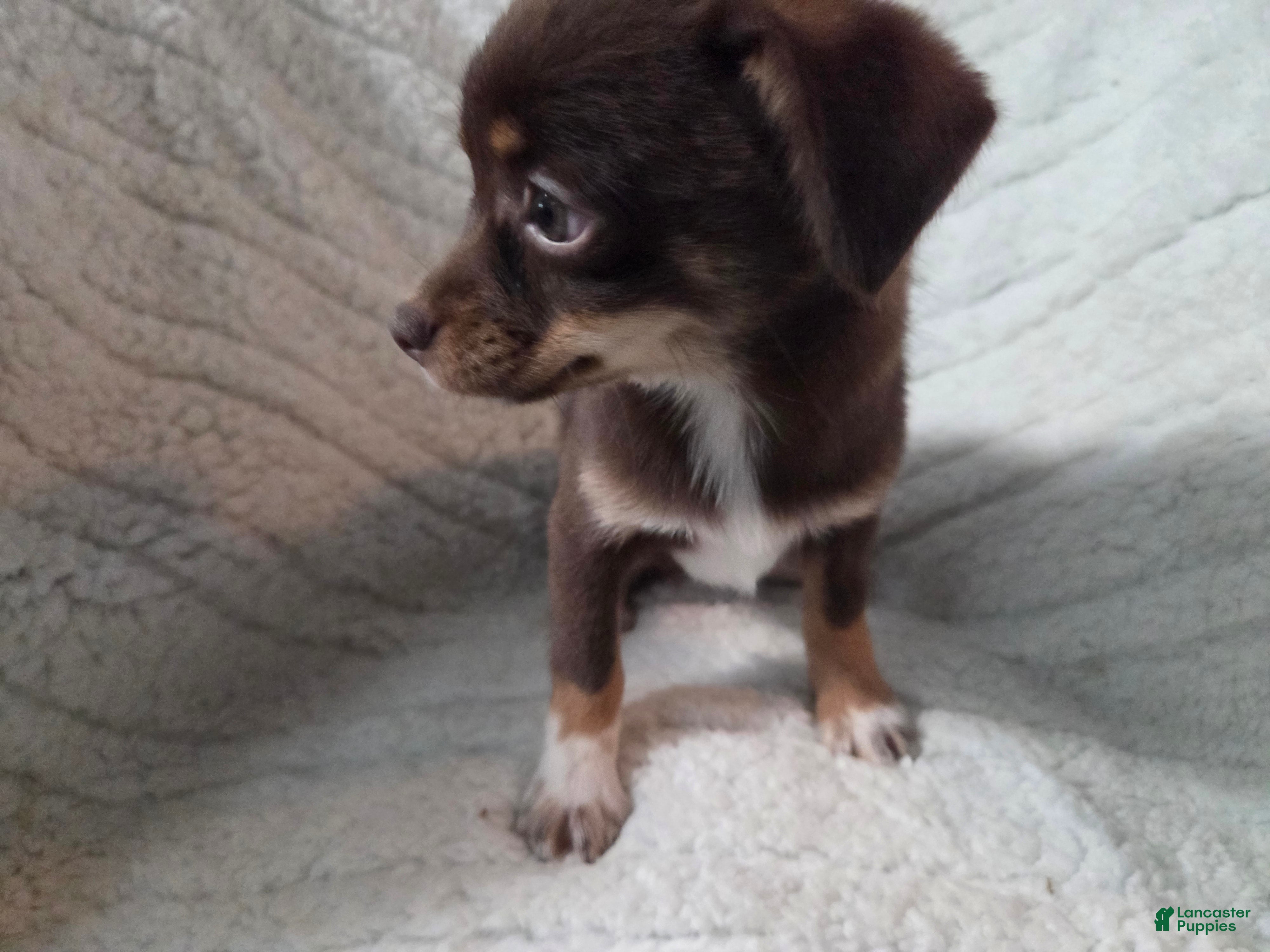 Chihuahua dogs Chihuahua 1 - Ad 2