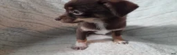 Chihuahua dogs for sale: Chihuahua 1 - Ad 2