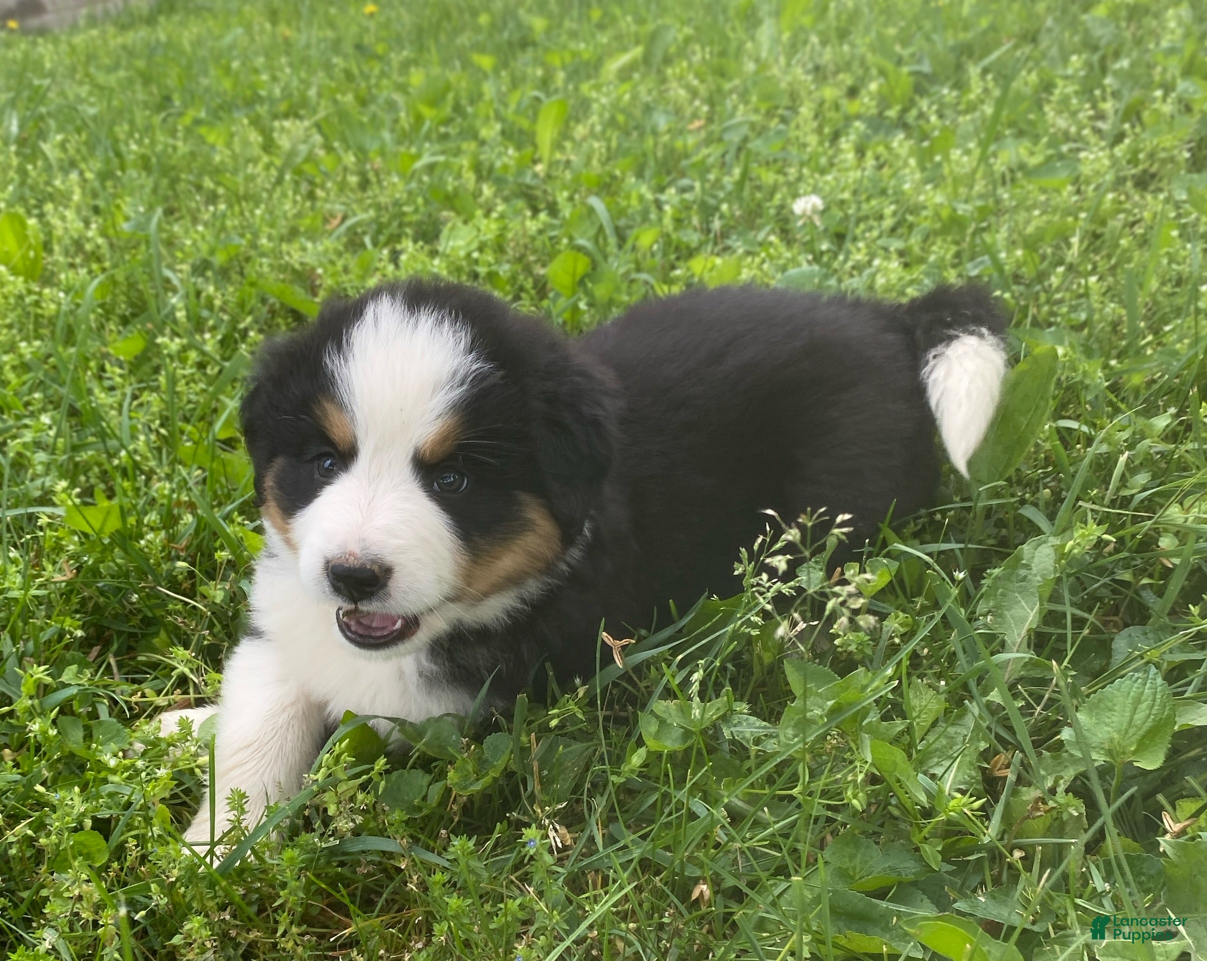Mixed Breed dogs for sale: ♥️BABY BEAR♥️ - Ad 3