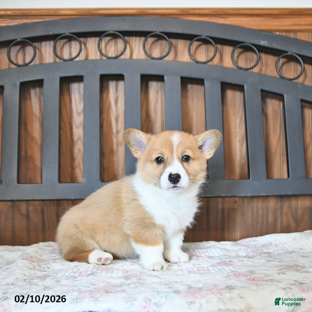 Welsh Corgi Pembroke dogs for sale: Tessie - Ad 5