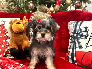 Yorkiepoo dogs Yorkiepoo Puppy 3 - Ad 31