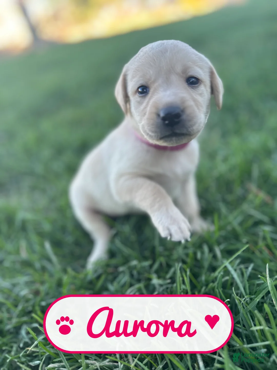Labrador Retriever dogs for sale: Aurora - Ad 1
