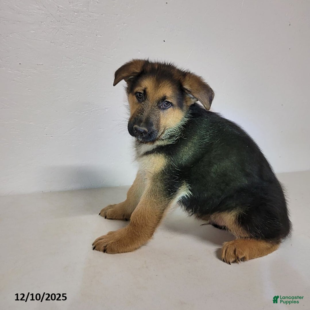 German Shepherd dogs for sale: Rocky - Ad 2