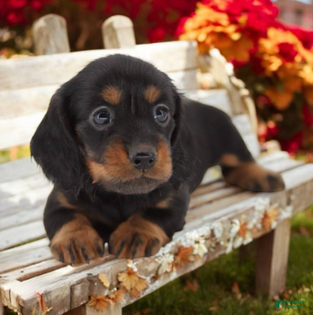 Miniature Dachshund dogs for sale: Fate/Fame M2 - Ad 1