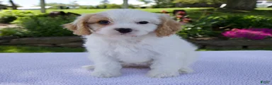 Darla