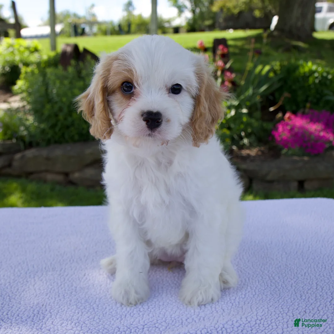 Cavapoo dogs for sale: Darla - Ad 1