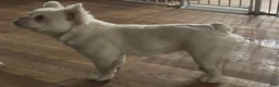 French Bulldog dogs for sale: Dolce  - Ad 16
