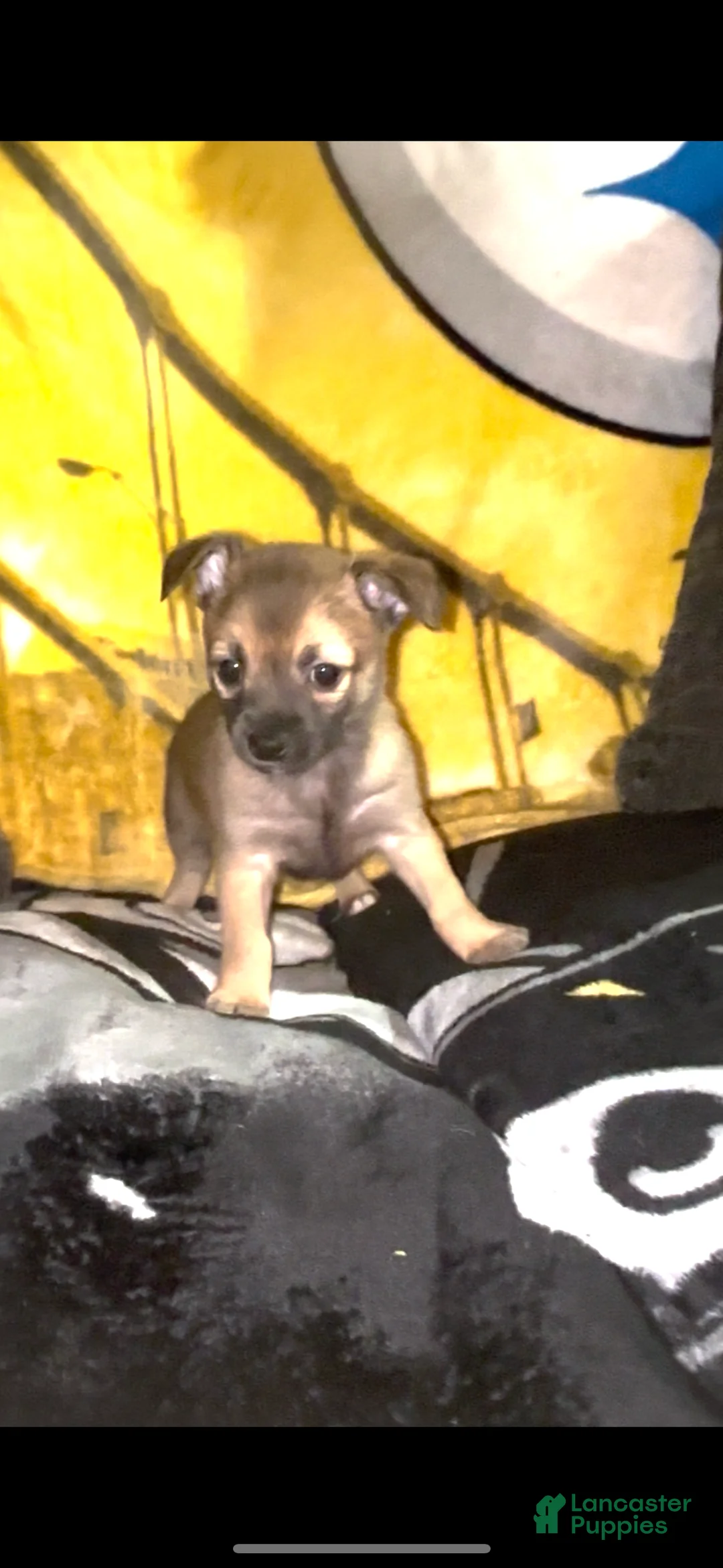 Chihuahua dogs for sale: Chihuahua Puppy 1 - Ad 4