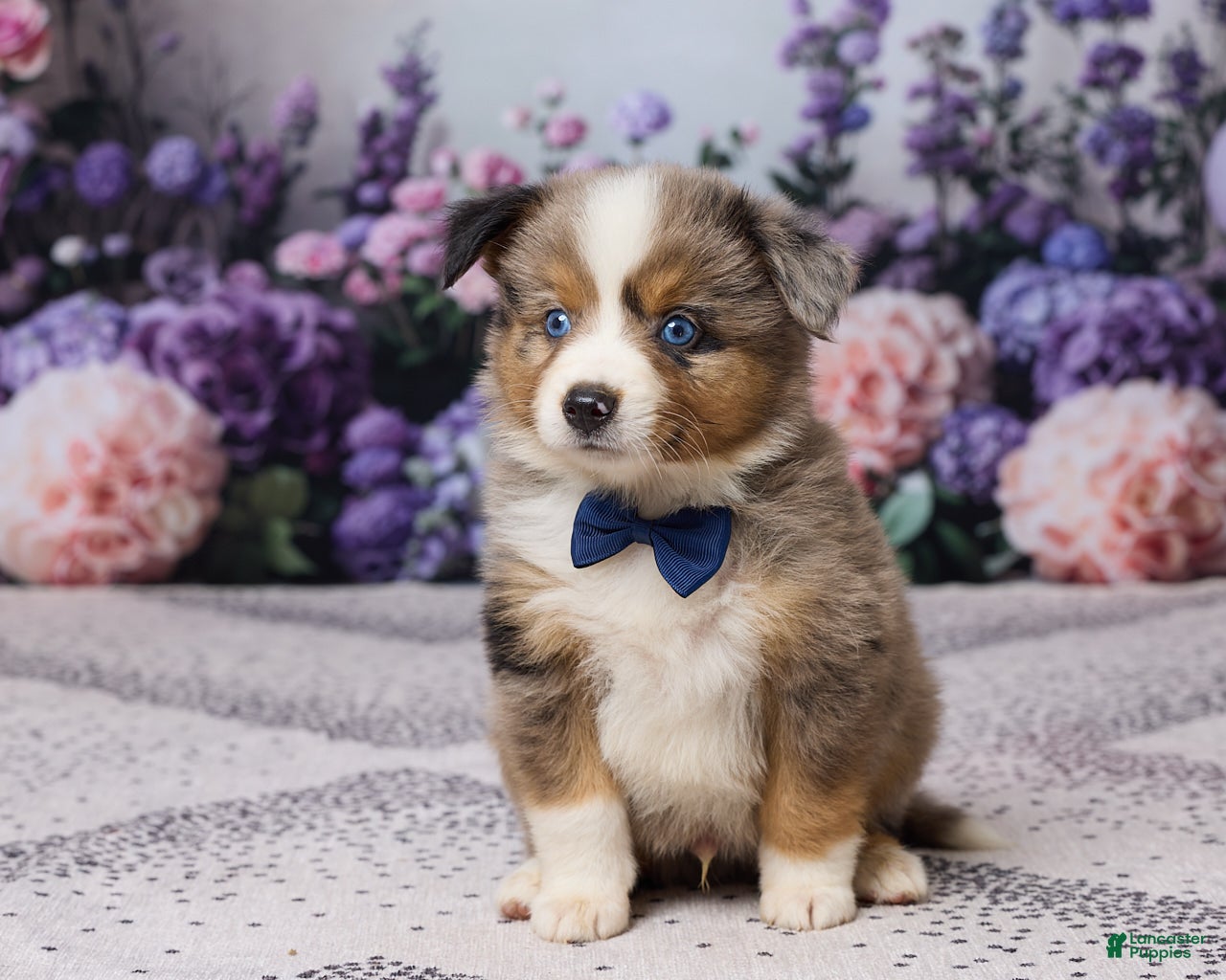 Miniature Australian Shepherd dogs for sale: Ronnie - Ad 3