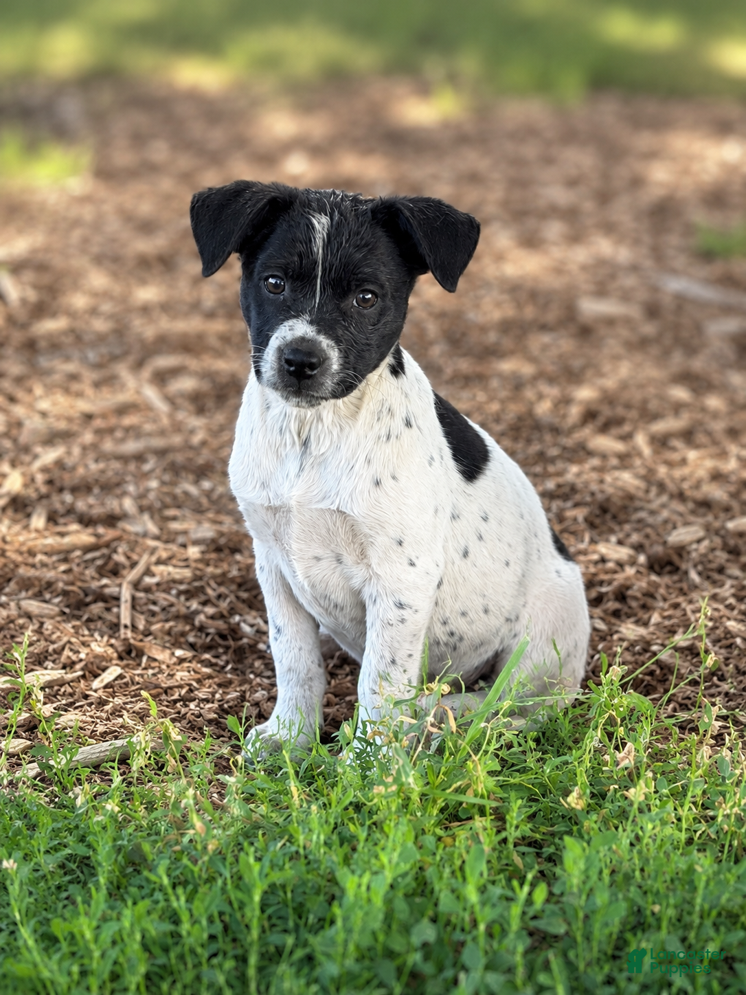 Mixed Breed dogs Reba - Ad 2