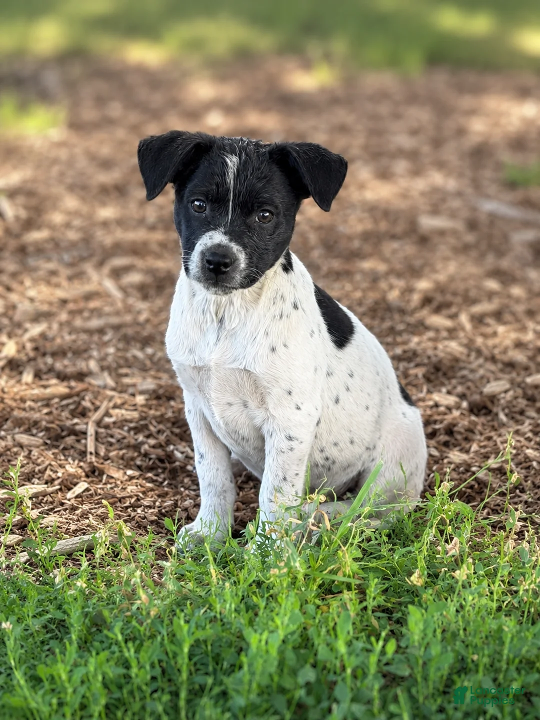 Mixed Breed dogs for sale: Reba - Ad 1