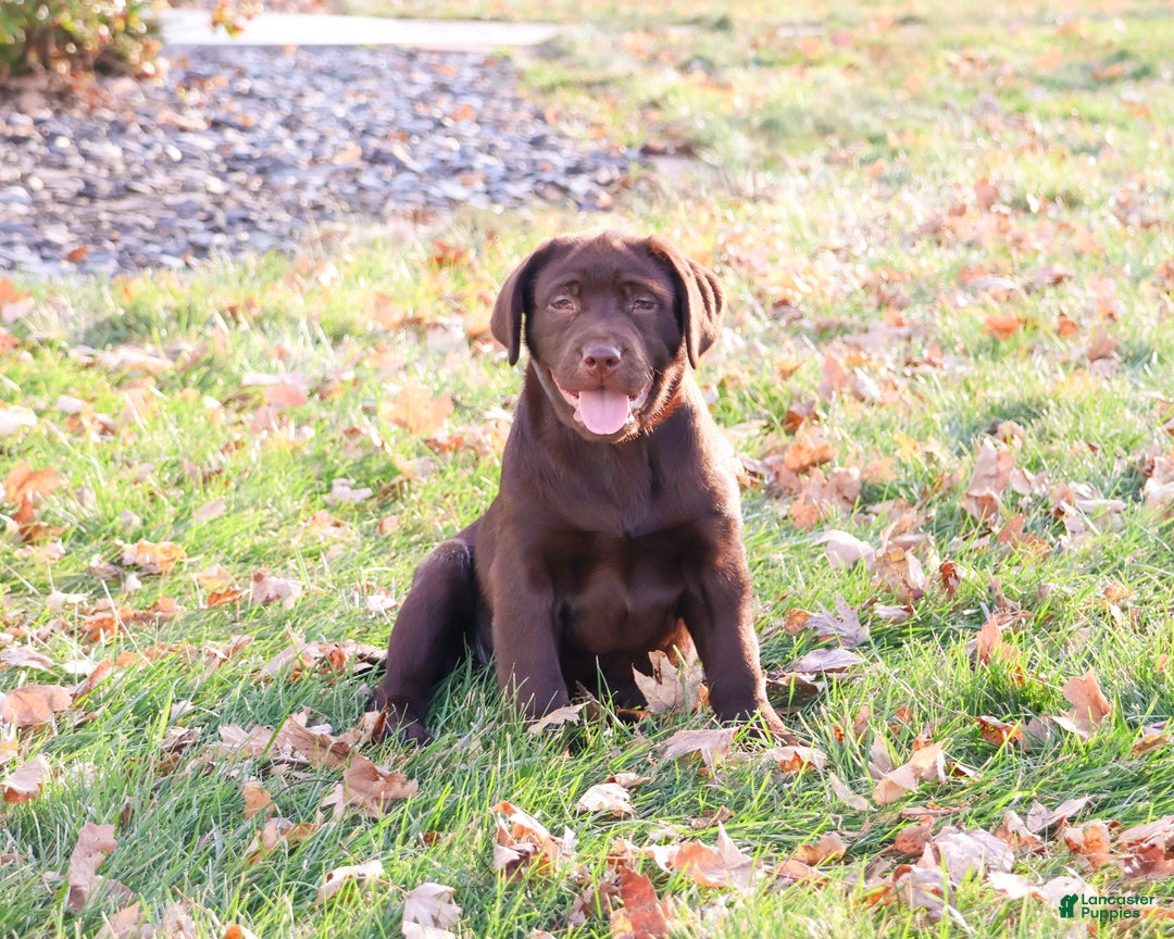 Labrador Retriever dogs for sale: Chai - Ad 4