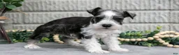 Miniature Schnauzer dogs for sale: Mickey - Ad 2