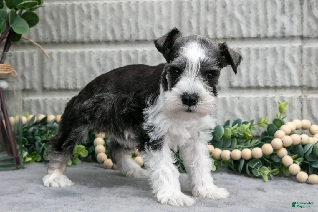 Miniature Schnauzer dogs for sale: Mickey - Ad 2