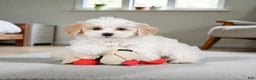 Maltipoo dogs for sale: Bessy - Ad 5