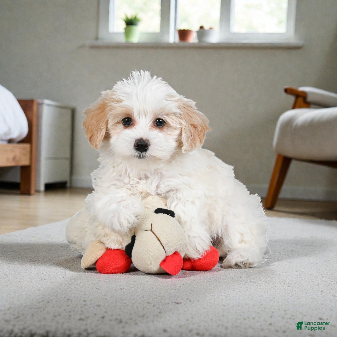 Maltipoo dogs for sale: Bessy - Ad 5