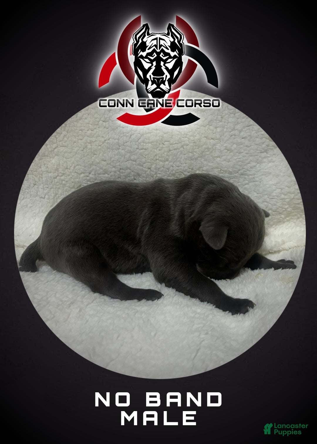 Cane Corso dogs Cane Corso Puppy 4 - Ad 20