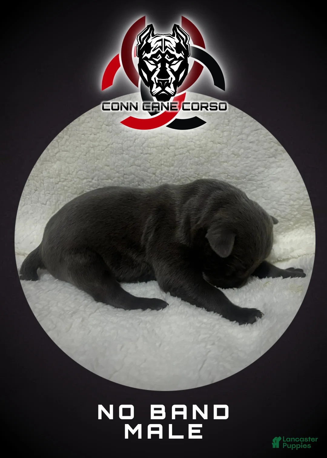 Cane Corso dogs for sale: Cane Corso Puppy 4 - Ad 1