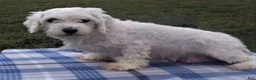 Maltipoo dogs for sale: Finley - Ad 11