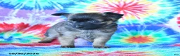 Mixed Breed dogs for sale: Milo - Ad 4