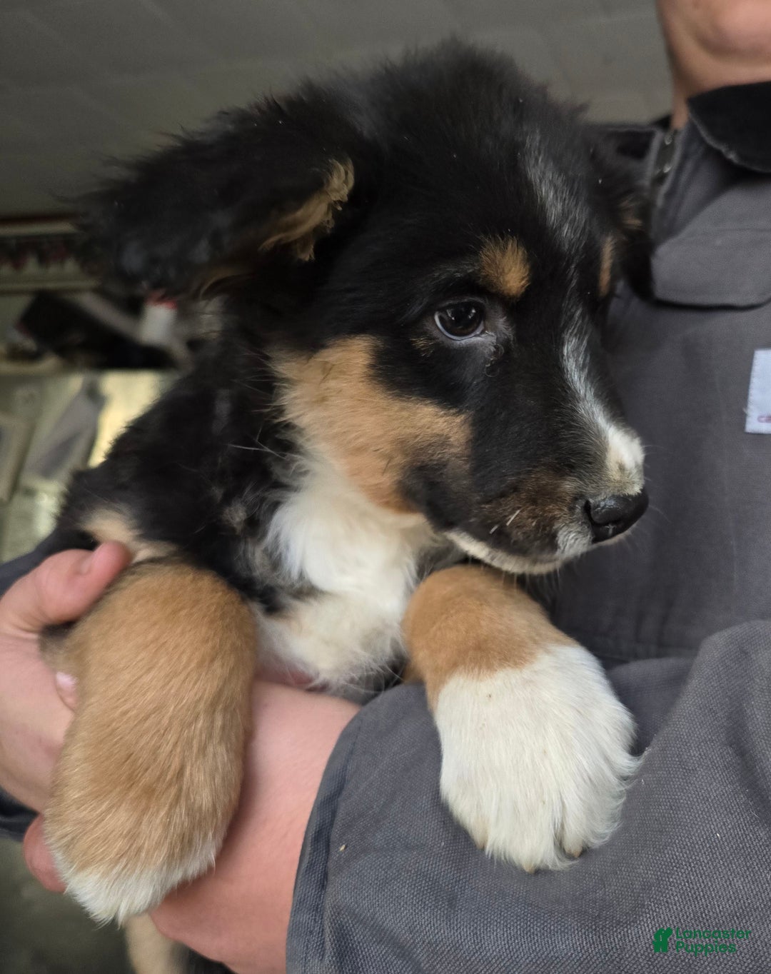 Australian Shepherd dogs for sale: Benji - Ad 1