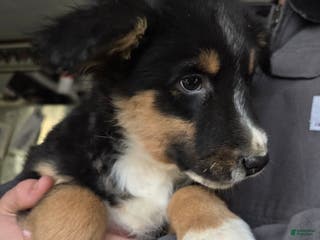 Australian Shepherd dogs Benji - Ad 17