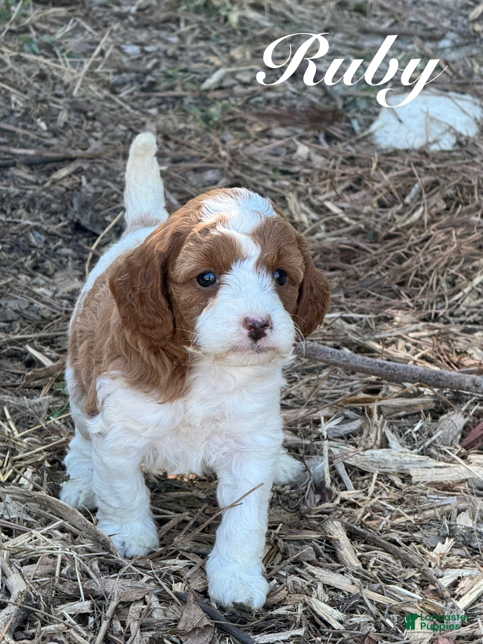 Cavapoo dogs for sale: Ruby - Ad 37