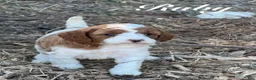 Cavapoo dogs for sale: Ruby - Ad 1