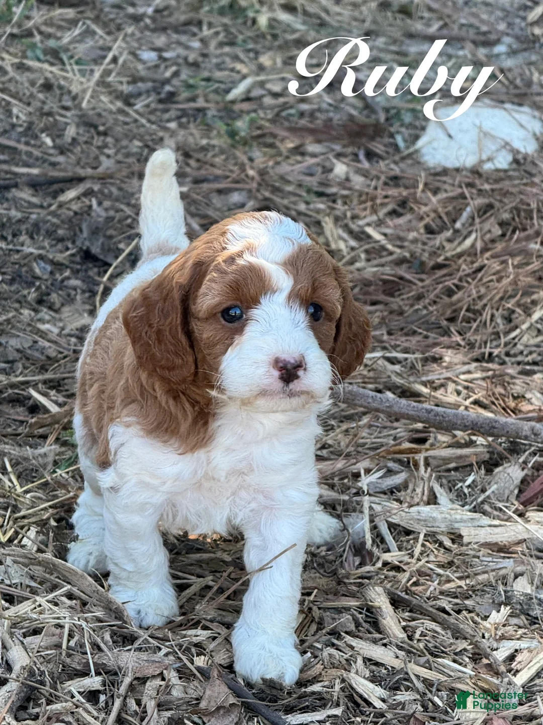 Cavapoo dogs for sale: Ruby - Ad 1