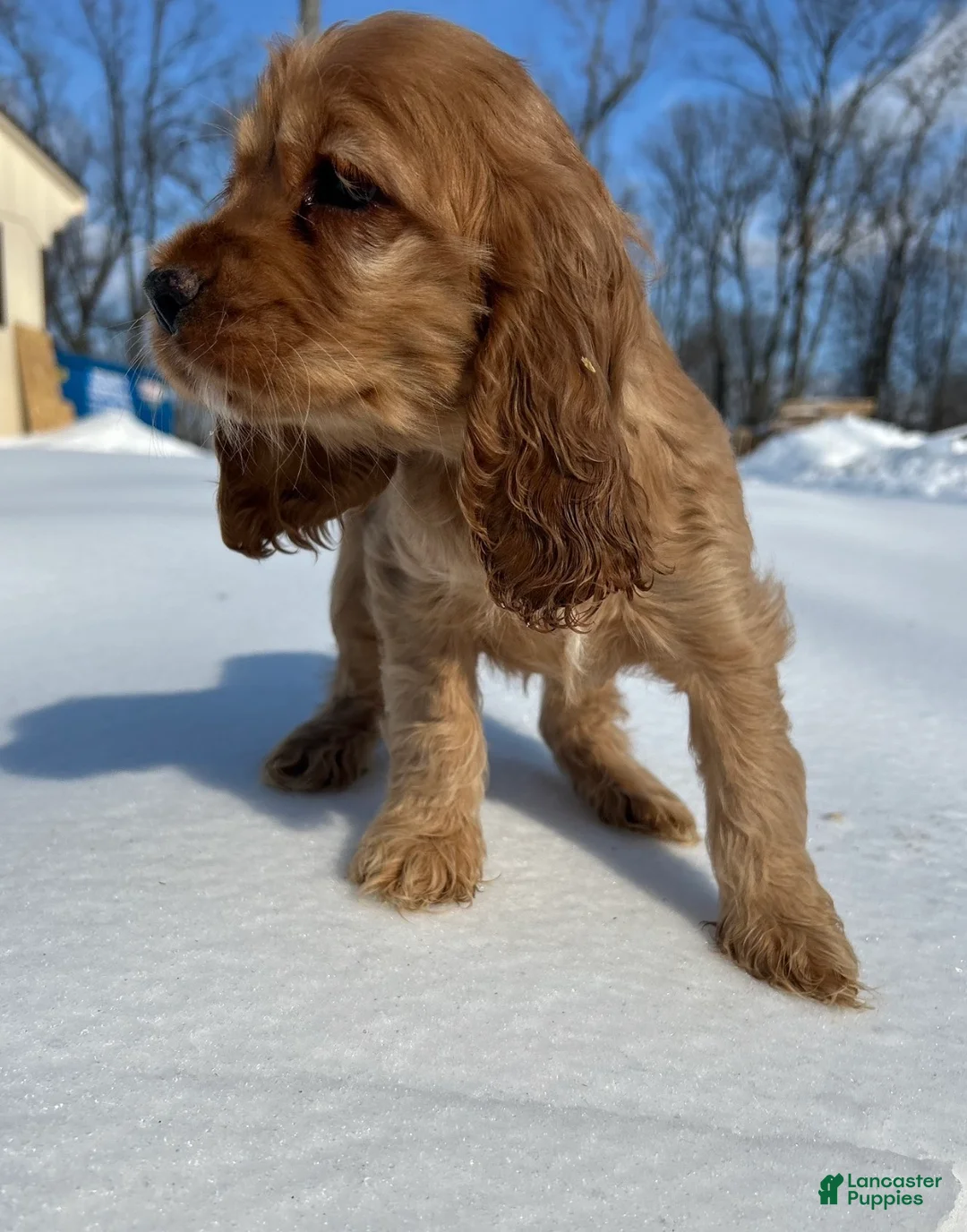 Cocker Spaniel dogs for sale: Avery - Ad 4