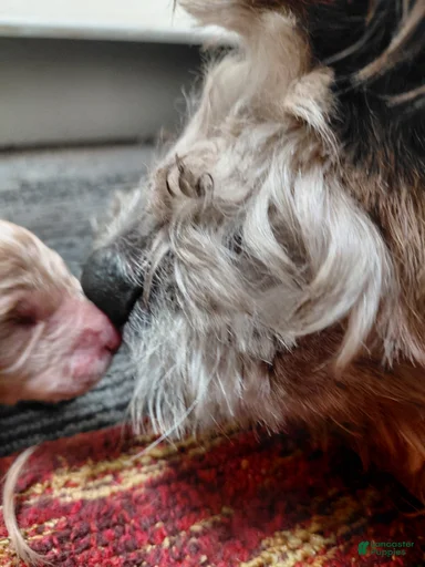 Gallery Image {{count}}