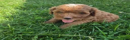 Cavapoo dogs for sale: Peanut - Ad 5