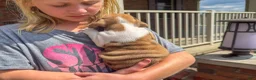 English Bulldog dogs for sale: Precious - Ad 5