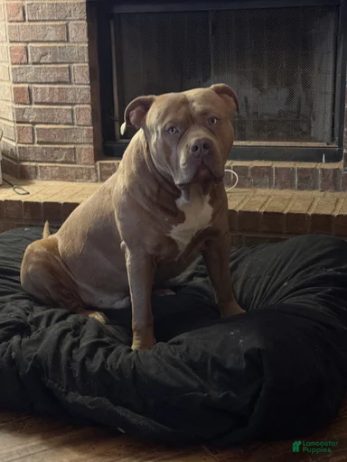 Gallery Image {{count}}