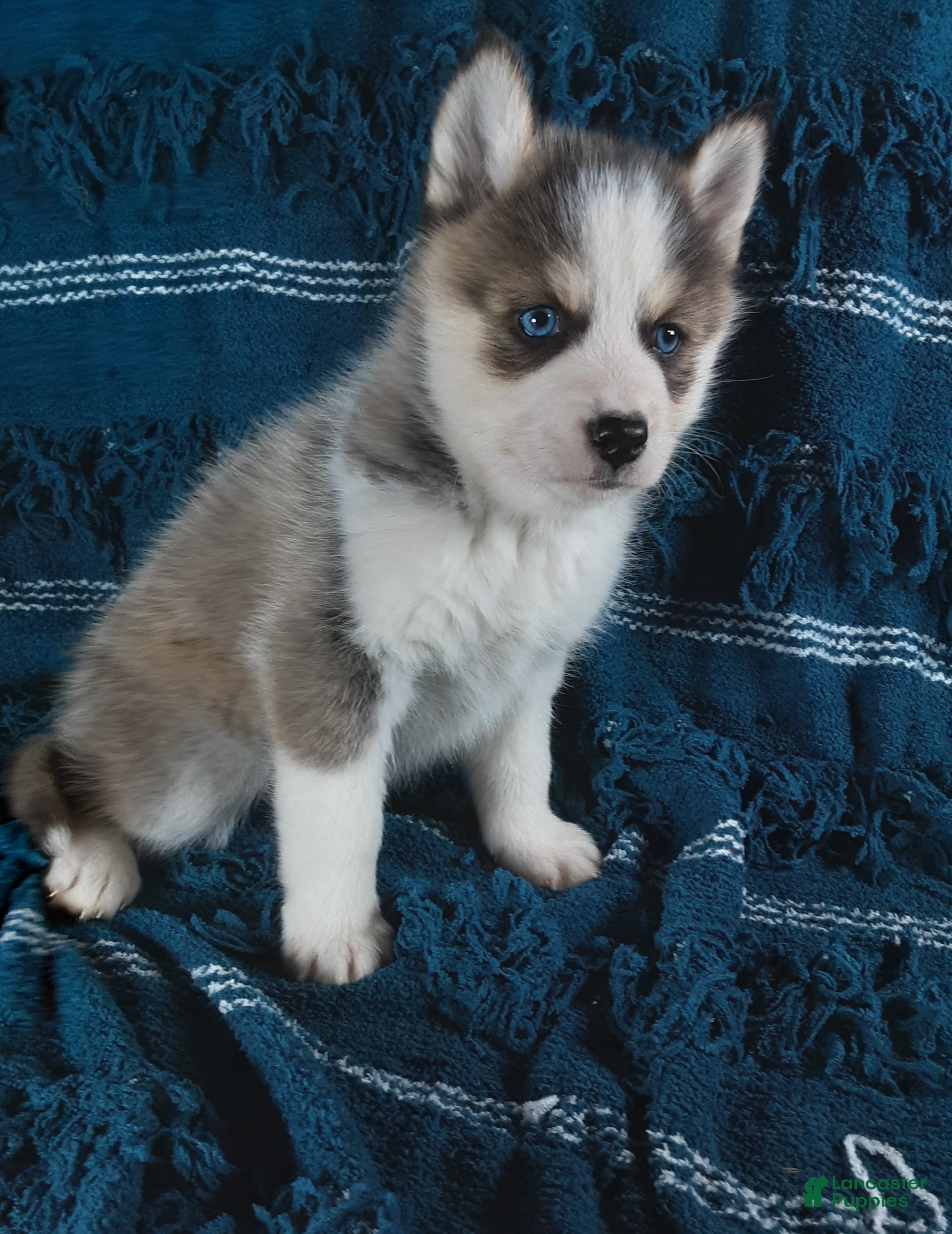 Pomsky dogs  Puppy 3 Smokey  - Ad 2