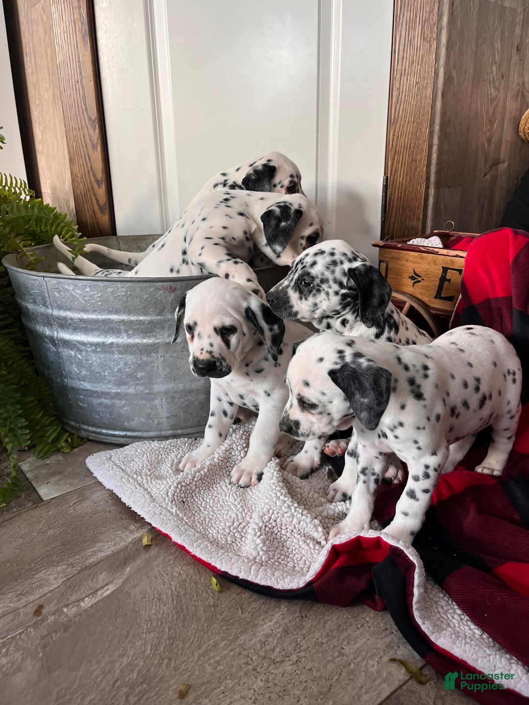 Dalmatian dogs for sale: Scraps❤️🐾AKC Hip Cert ❤️🐾Christmas Ready Call 610-932-1112 - Ad 4