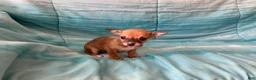 Chihuahua dogs for sale: Lacey - Ad 10