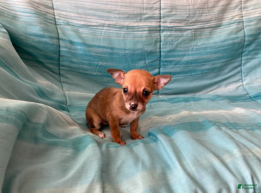 Chihuahua dogs for sale: Lacey - Ad 10
