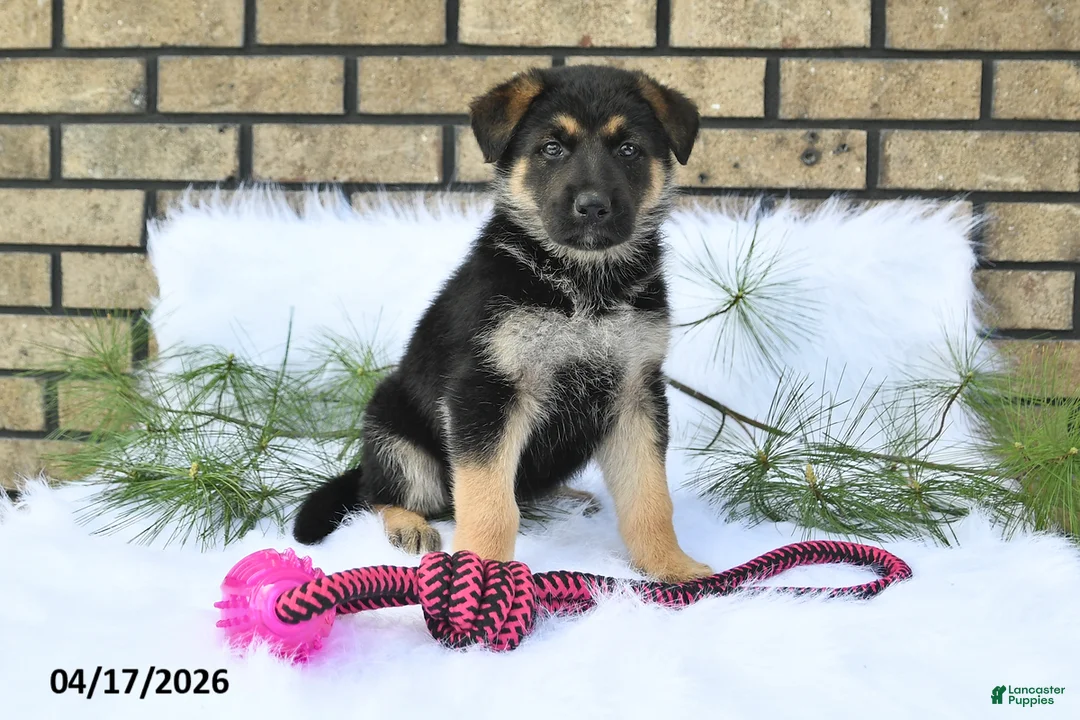 German Shepherd dogs for sale: Boe - Ad 1