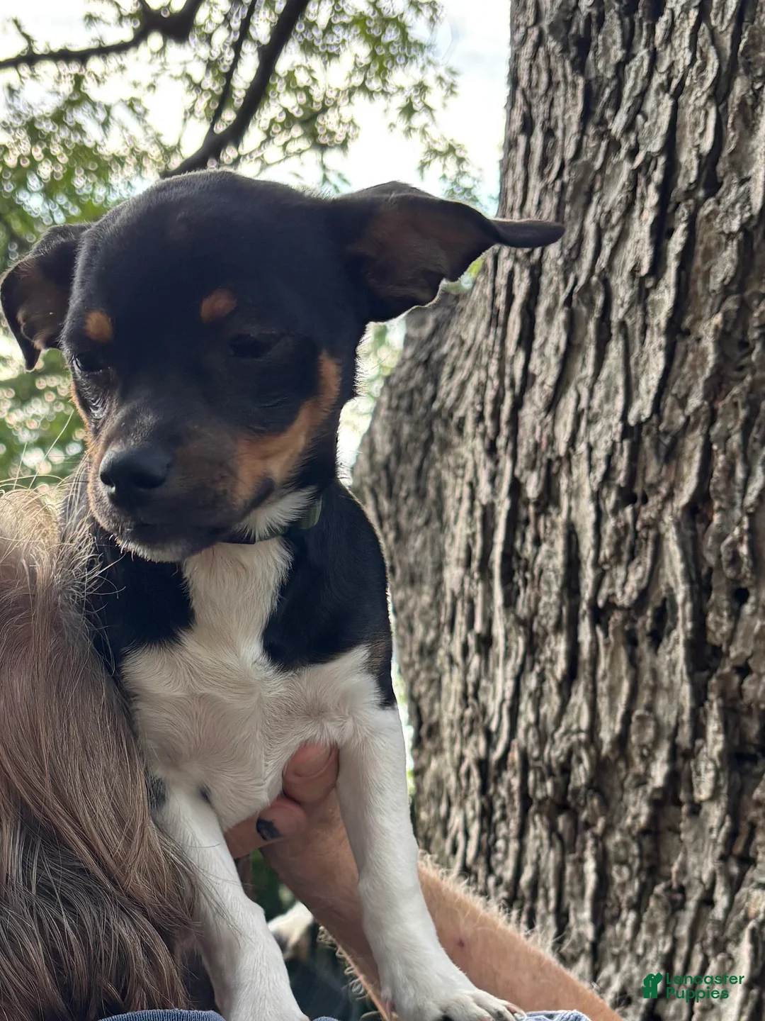Chihuahua dogs for sale: Chihuahua Puppy 2 - Ad 2