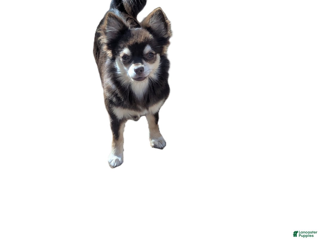 Chihuahua dogs for sale: Bella   2  AKC Long Coat Female Chihuahuas   - Ad 2