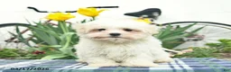 Maltese dogs for sale: Sugar - Ad 3