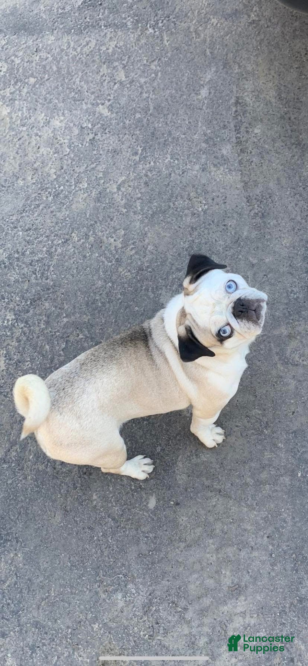 Frug dogs for sale: Fiona - Ad 2