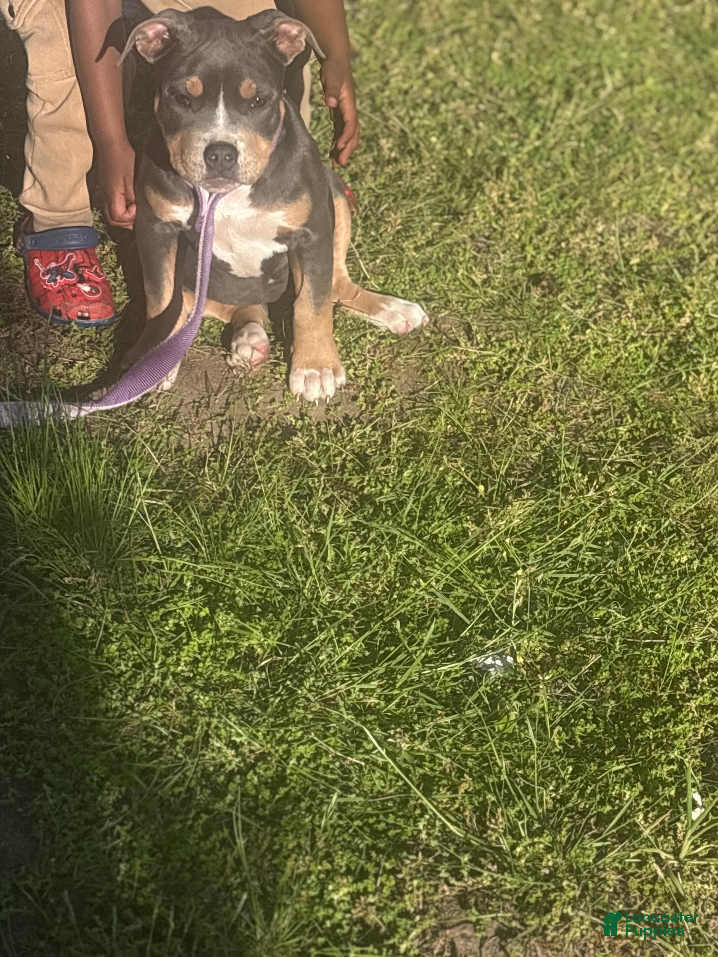 American Bully dogs American Bully Puppy 2 - Ad 1