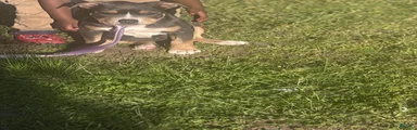 American Bully Puppy 2