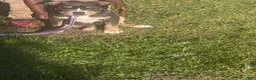 American Bully dogs for sale: American Bully Puppy 2 - Ad 1