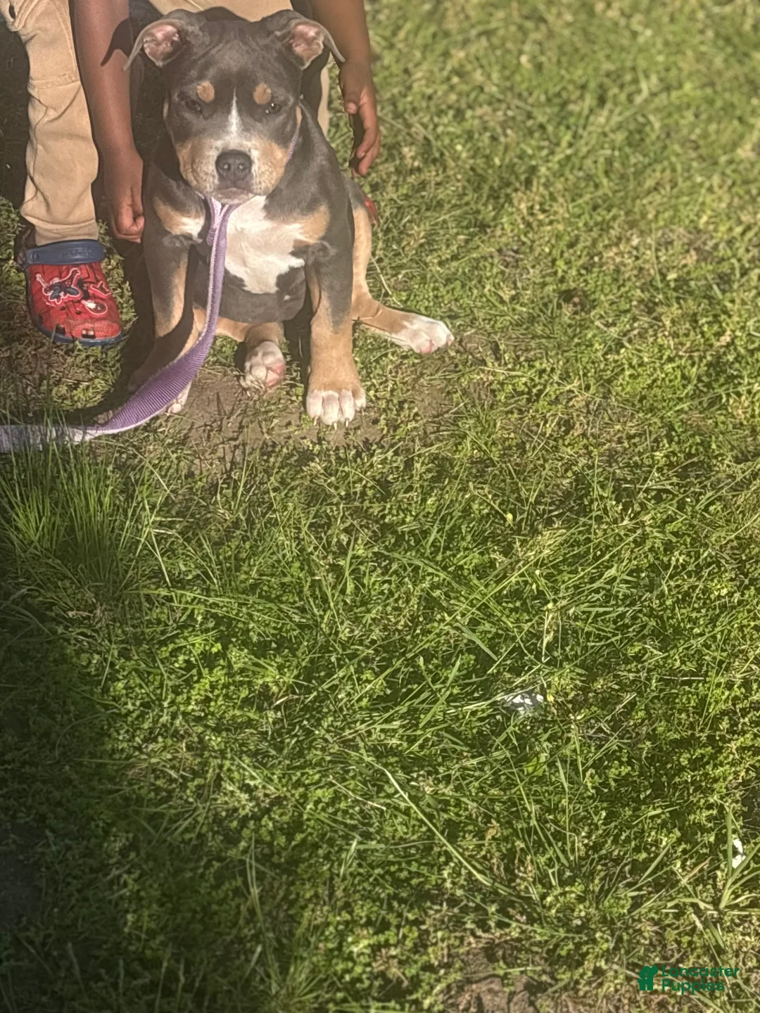 American Bully dogs for sale: American Bully Puppy 2 - Ad 1