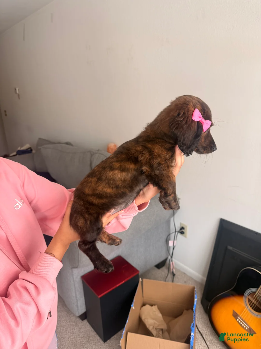 Miniature Dachshund dogs for sale: Daisy - Ad 3