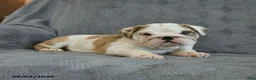 English Bulldog dogs for sale: Fawn - Ad 4