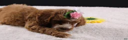 Mini Goldendoodle dogs for sale: Mini Goldendoodle 5 - Ad 13